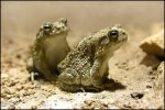 african toad